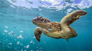 World oceans day is a day to think about the extremely important role that the oceans play in all our lives, the dangers that are facing our oceans and the actions we can take to protect them. World Oceans Day Premium Beziehen Microsoft Store De De