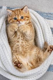 Animal de moins de 8 semaines. Chat Male Ou Femelle Comment Reconnaitre Le Sexe D Un Chaton Vetostore