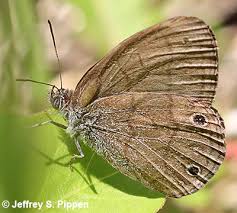 Image result for Satyrium kitimboense