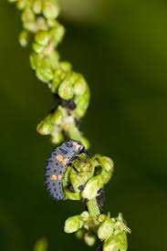 Die wenigsten gartenbesitzer mögen schnecken, maden oder wühlmäuse. Schadlingsbekampfung Im Garten Garten Ratgeber Net Garten Tipps Fur Hobbygartner