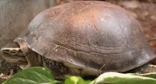 In addition to fruits, veggies, bugs, worms, etc., i also mix some commercial box turtle food, reptile vitamins, cod liver oil, and egg shells in with the food that i fix for them. Malaysian Box Turtle Southeast Asian Box Turtle All Turtles