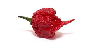 Top 10 World S Hottest Peppers 2020 Update New Hottest Pepper Stuffed Hot Peppers Stuffed Peppers Worlds Hottest Pepper
