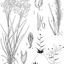 Image result for Panicum pectinellum