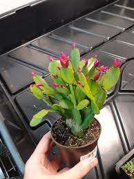 — tap a buy option to place the product in the cart and proceed with your order. I Bought This Easter Cactus From The Garden Store But It Was Potted In A Really Spongey Wet Peat Mix I D Like To Repot But I Don T Want To Lose The Flowers
