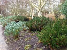 It has white flowers that appear in autumn/winter, followed by red berries.this plant is. Gbfd An Alternative To Box Creating My Own Garden Of The Hesperides