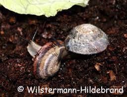 I just saw an ufo.oh nevermind.just one of my snails (caracolus excellens) 1.1k. Caracolus