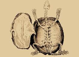 There are different types of sea turtles so it's difficult to say how long they live, but generally speaking, they live for at least 50 years and some of them can reach 150 years. How Long Do Turtles Live Learn About Nature