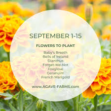 Marigold flowers for sale in phoenix. Agave Farms Agavefarmsaz Twitter
