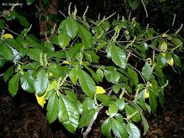 Image result for Alchornea occidentalis