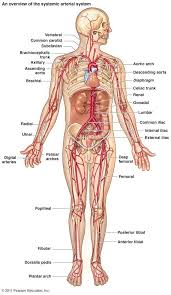 The major nerves and veins start in your neck and run the length of your arms, often into your hands. Naturalremediesmastitis Human Anatomy Anatomy Human Body
