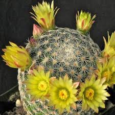 Mammillaria Solisioides Buy Seeds At Rarepalmseeds Com .mammillaria marenopuntia marginatocereus marshallocereus matucana mediocactus mediolobivia melocactus micranthocereus micropuntia mila mitrocereus monvillea morawetzia myrtillocactus. rare palm seeds