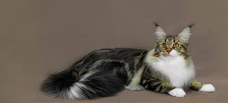 Contact the cat breeders below for maine coon kittens for sale. Wylkuz4ku5ttwm