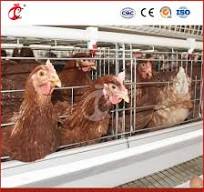 Meilleur poulailler en bois de type cage à couches, fournisseur chinois de  coopératives de couches de volaille personnalisées OEM, configuration de  maisons de couches de poules, chauffage pour ...
