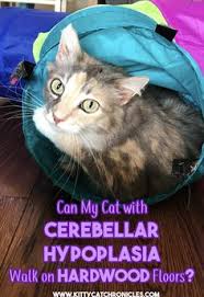 Cerebellar hypoplasia (ch) is a condition in cats that causes uncoordinated, jerky movements. 29 Cerebellar Hypoplasia Ideas In 2021 Cats Kitty Motor Skills