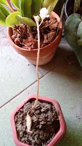 Image result for Didymoplexis