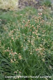 Image result for Vahlia dichotoma