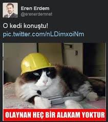 Sosyal Medyada Kedidir Kedi Sarsintisi