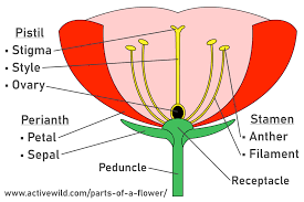 Vector image the cattail flower has two parts, a female and male. The Parts Of A Flower With Diagram Photos Complete Botany Lesson