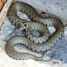 We did not find results for: Ringelnattern Gesucht Biologische Station Im Rhein Sieg Kreis E V