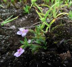 Image result for Linderniaceae