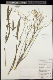 Image result for Launaea cornuta