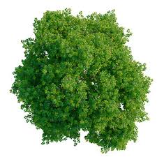 Image result for Millettia drastica