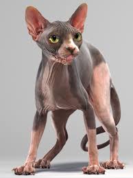 Sphynx Cat 3d Model In 2020 Sphynx Cat Cats 3d Model