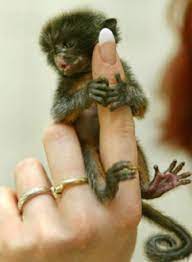 Community4pets Com Tiny Monkey Monkey Pictures Cute Monkey