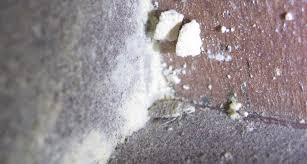 Image result for bed bugs eggs