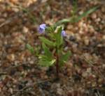 Image result for Crepidorhopalon flavus