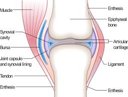 File Joint Png Wikipedia Apr 25th, 2018 filed under: file joint png wikipedia