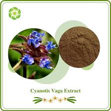Image result for Cyanotis longifolia