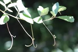 Image result for Rhoicissus