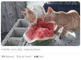 Maybe you would like to learn more about one of these? End Of Summer Delight Cats Eating Watermelons I Can Has Cheezburger