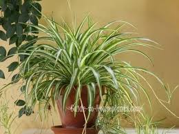 Spider Plant Spider Plant Care Airplane Plant Chlorophytum Comosum Plants Common House Plants Spider Plant Care