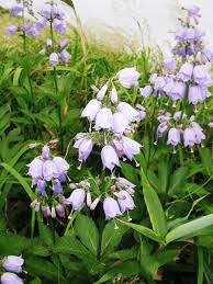 Image result for Craterocapsa