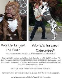 We did not find results for: Not A Pit Bull Growlinggrumpies Thembulldawgs