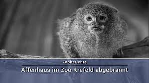 Pin Auf Tiere Zoo