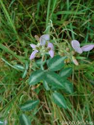 Image result for Desmodium uncinatum