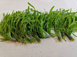 Image result for Heteranthera