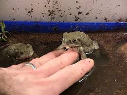 We did not find results for: Magische Kroten 5meo Dmt Psilohuasca Com