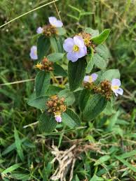 Image result for Antherotoma naudinii