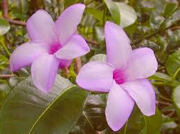 Flowering vine plants in india. India Rubber Flowering Tropical Vine Live Plant Lavender Purple Bloom Starter Size 4 Inch Pot Emerald Tm Emerald Goddess Gardens