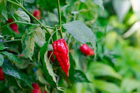 It is currently not available. How To Plant And Grow Ghost Peppers Gardener S Path
