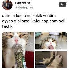 destina adli kullanicinin ilginc bilgiler komik twetler panosundaki pin komik komik capsler komik seyler