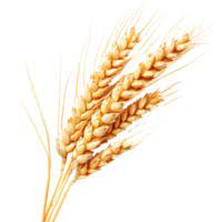 Wheat
