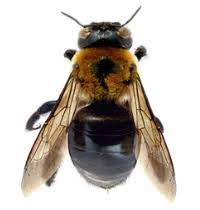 In the article you can see a female carpenter bee close up as well as learn she has an abdomen which is shiny and metallic unlike a bumble bee which is hairy all over it's body. What S The Difference Between Carpenter Bees And Bumblebees