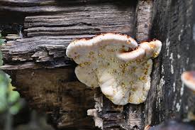 Image result for Ischnoderma resinosum