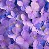 Jul 22, 2021 · it grows a little over a foot tall and bears bright pink flowers to crimson flowers. 1