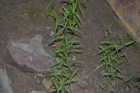 Image result for Oldenlandia affinis